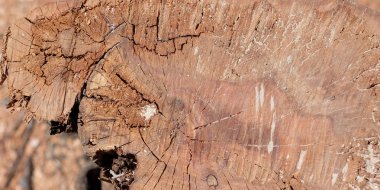 Çekirdek ağaçlar doku