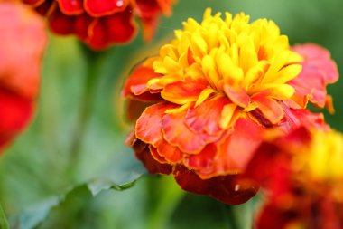 Sarı çiçek. Yaklaş.