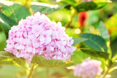 Pembe çiçek yaklaş