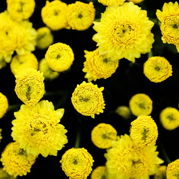 Flor amarela fechar — Fotografia de Stock