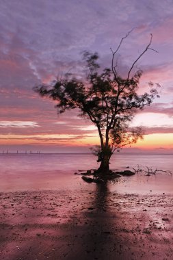 Ağaç siluetleri günbatımı mavi gökyüzü altında arkasında
