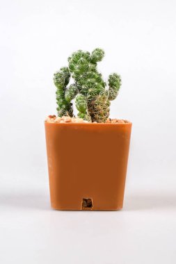 kaktüsler beyaz zemin üzerine