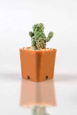 kaktüsler beyaz zemin üzerine