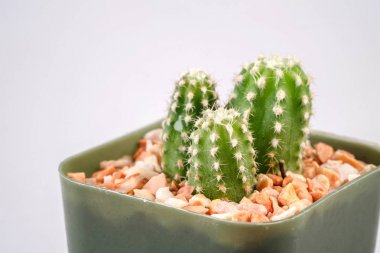 kaktüsler beyaz zemin üzerine