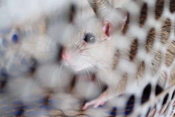 Szczur w klatce — Zdjęcie stockowe