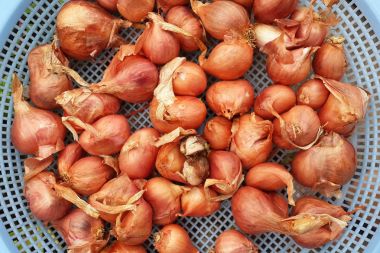 Büyük kırmızı soğan arka plan