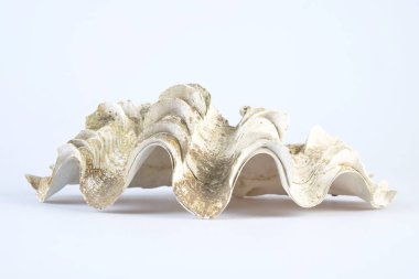 Beyaz arka plan üzerinde dev istiridye kabuğu