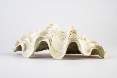 Beyaz arka plan üzerinde dev istiridye kabuğu