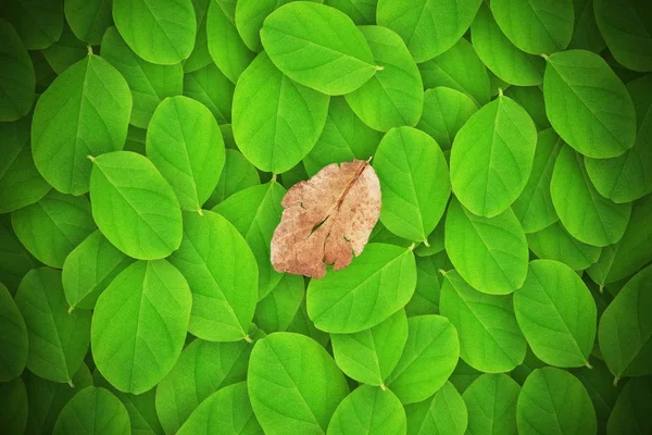 Folha verde e no fundo da folha de morrer — Fotografia de Stock