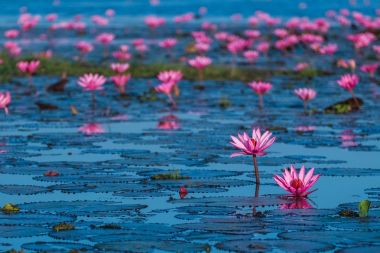 Pembe ve kırmızı lotus Gölü Udonthani Tayland at