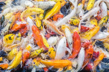 Renkli sazan balığı, koi balığı