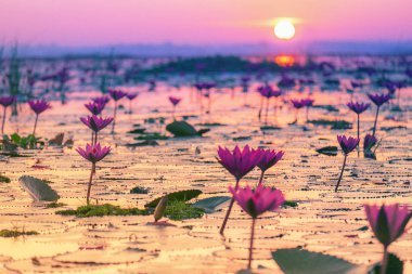 Pembe ve kırmızı lotus Gölü Udonthani Tayland at