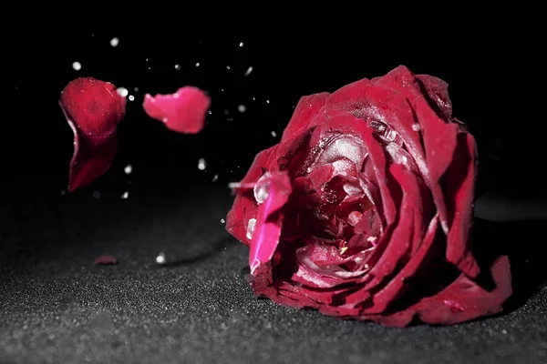 Dried roses broken on black background