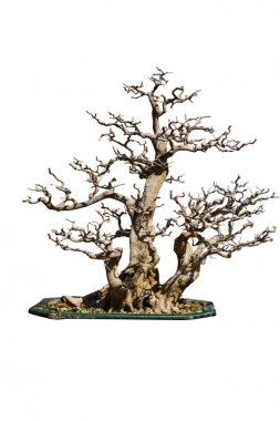 Ağaç kök, bonsai, kırpma pa ile beyaz arka plan üzerinde izole