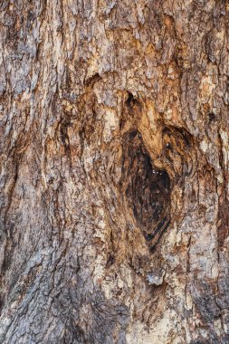 Kadar yakın ve arka plan eski ağacının ayrıntı