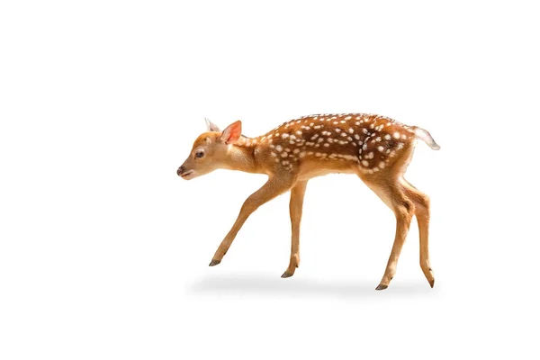 Little chital or cheetal deer (Axis axis),on white isolate Stock Picture