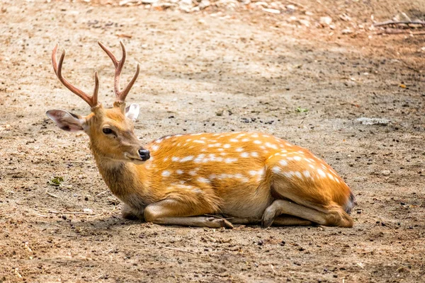 Male chital or cheetal deer (Axis axis),in sunlight — Stock Photo, Image