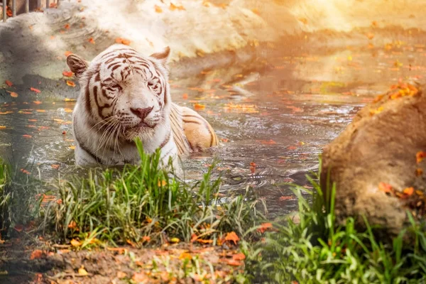 Tigre blanco durmiendo en el agua — Foto de Stock