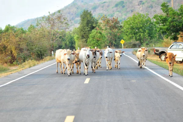 Vacas en la calle — Foto de Stock