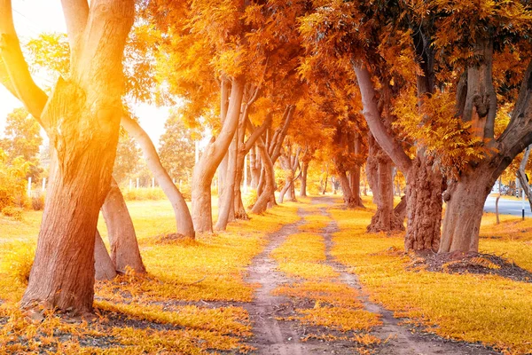 Schöner Herbstpark bei sonnigem Tag — Stockfoto