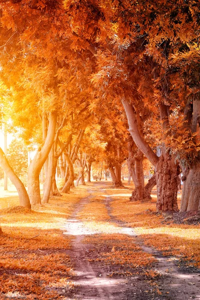 Schöner Herbstpark im sonnigen da — Stockfoto