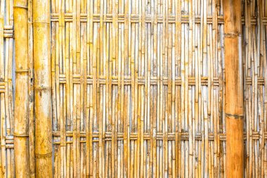 Bambu arka planda doğa