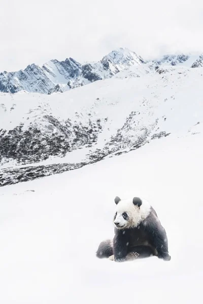 Giant Panda in Snow — Stock Photo, Image