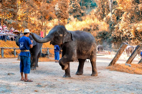 CHIANGMAI - 14 DE NOVIEMBRE DE 2016: Turista disfrutando del elefante sho — Foto de Stock