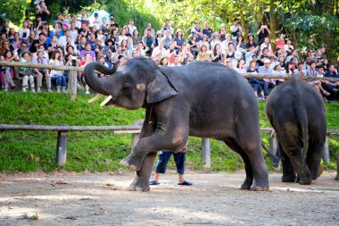 Chiangmai - 14 Kasım 2016: fil sho zevk turizm