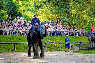 Chiangmai - 14 Kasım 2016: fil sho zevk turizm