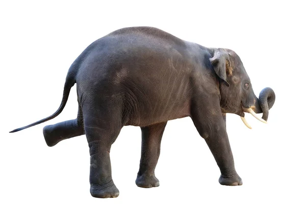Los elefantes sobre fondo blanco con ruta de recorte — Foto de Stock