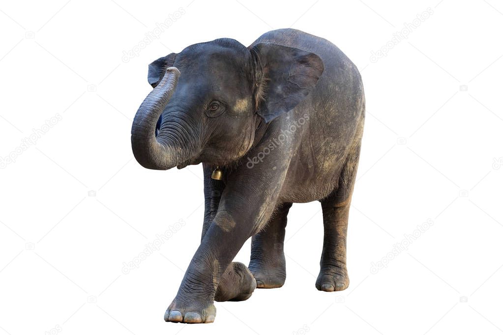 The elephants on white background with clipping path