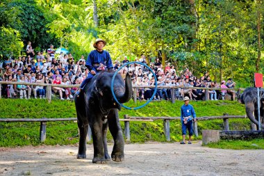 Chiangmai - 14 Kasım 2016: Chiang Mai, Tayland Mae Sa Elephant Camp fil fuarlarında zevk turizm