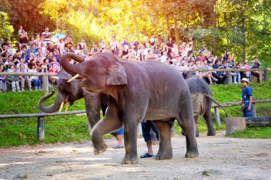 Chiangmai - 14 Kasım 2016: Chiang Mai, Tayland Mae Sa Elephant Camp fil fuarlarında zevk turizm