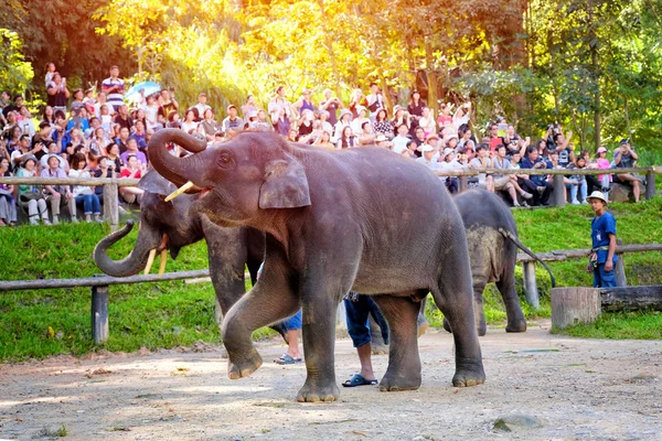 Chiangmai Noviembre 2016 Turista Disfrutando Los Espectáculos Elefantes Mae Elephant — Foto de Stock