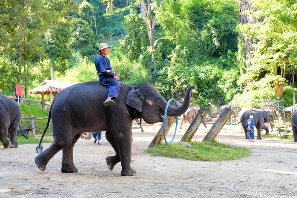 Chiangmai November 2016 Turist Njuter Elefanten Visar Mae Elephant Camp — Stockfoto