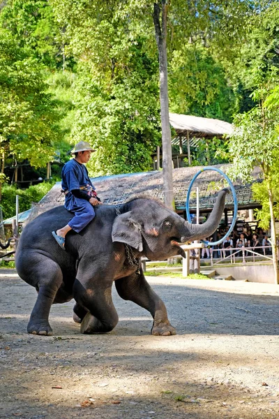 Chiangmai Noviembre 2016 Turista Disfrutando Los Espectáculos Elefantes Mae Elephant — Foto de Stock