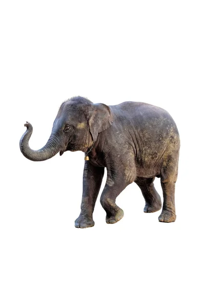 Elephants White Background Clipping Path — Stock Photo, Image