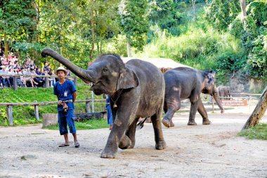 Chiangmai - 14 Kasım 2016: Chiang Mai, Tayland Mae Sa Elephant Camp fil fuarlarında zevk turizm