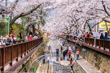 1 Nisan 2018: Birçok turist Güney Kore 'nin Jinhae kentine geldi. 