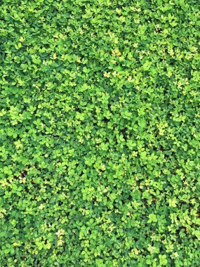 desen yeşil yaprak arkaplan detayı ve kapat