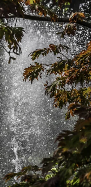 Листья Осеннего Цвета Фоне Струйной Воды Фонтана — стоковое фото