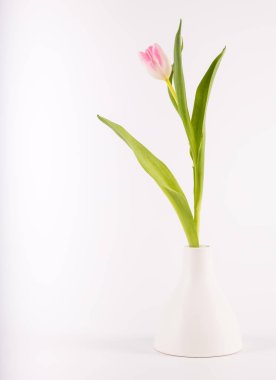 Minimalist vazodaki laleler