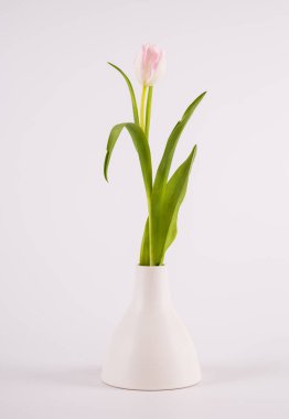 Minimalist vazodaki laleler