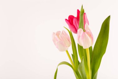 Beyaz üzerinde taze bahar laleleri