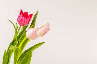 Beyaz üzerinde taze bahar laleleri