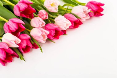 Beyaz üzerinde taze bahar laleleri