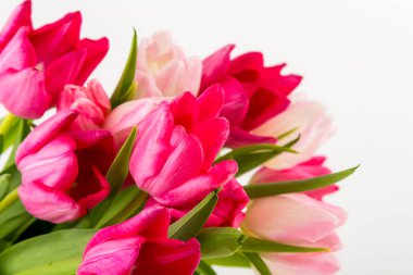 Beyaz üzerinde taze bahar laleleri