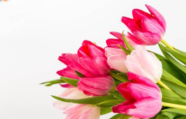 Beyaz üzerinde taze bahar laleleri