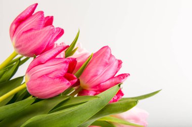 Beyaz üzerinde taze bahar laleleri